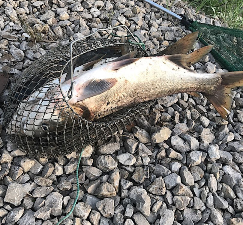 Рыбалка август 2017