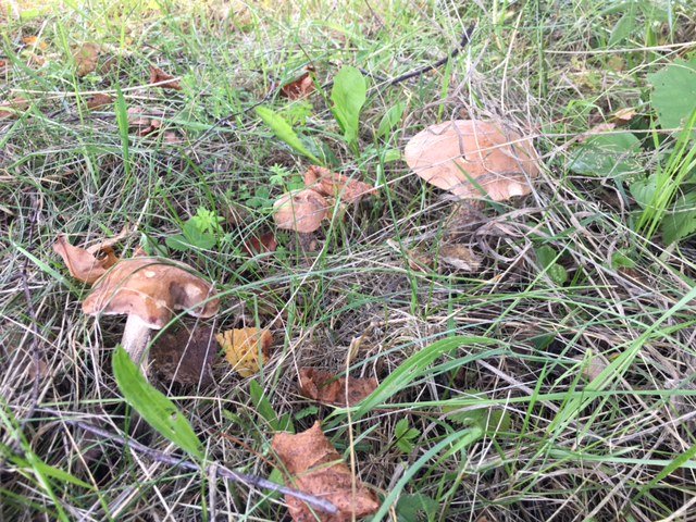 Грибной улов сентябрь 2017