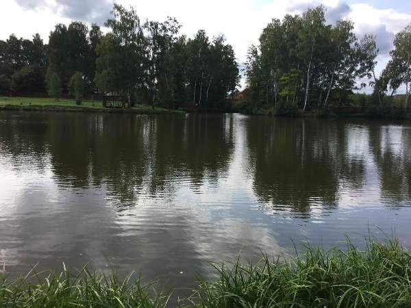 Грибной улов сентябрь 2017