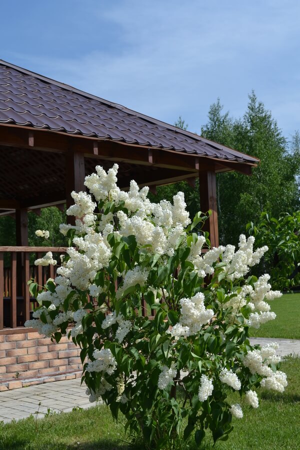 Весна на романовских дачах 2018