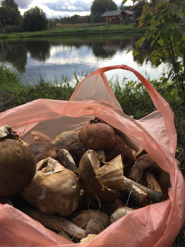Грибной улов сентябрь 2017