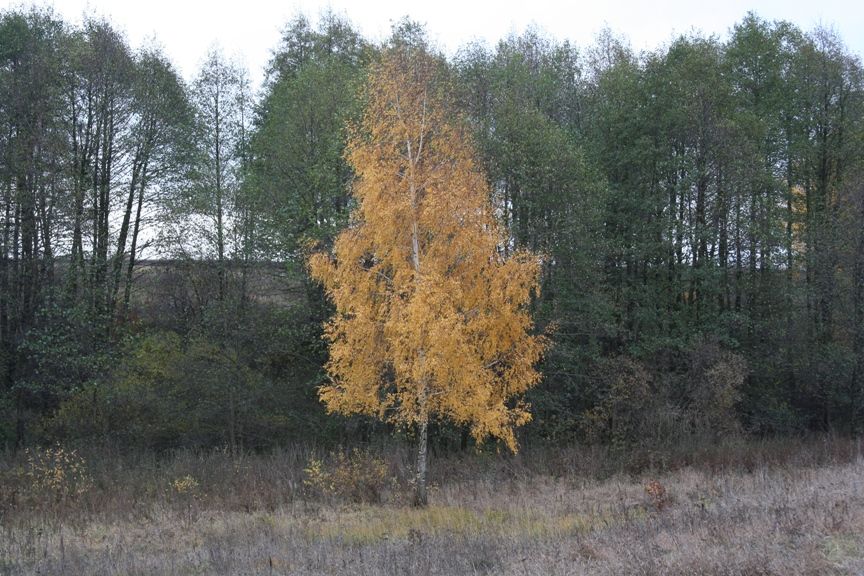 Осенние Романовские дачи!