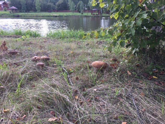 Грибной улов сентябрь 2017