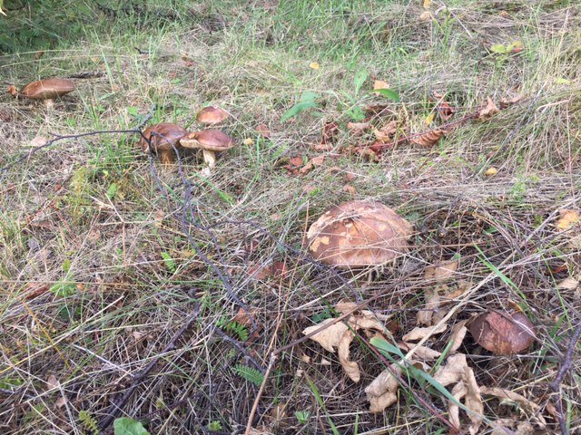 Грибной улов сентябрь 2017