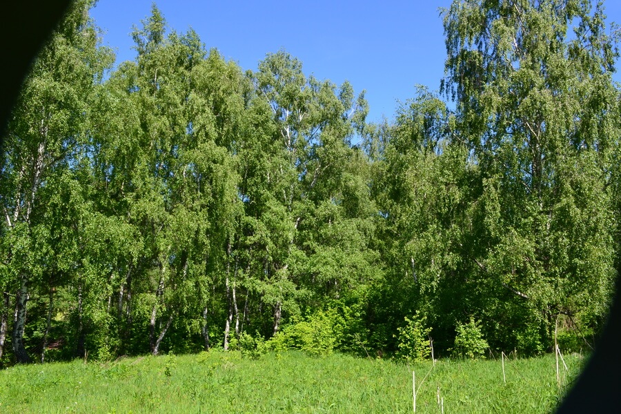 Весна на романовских дачах 2018