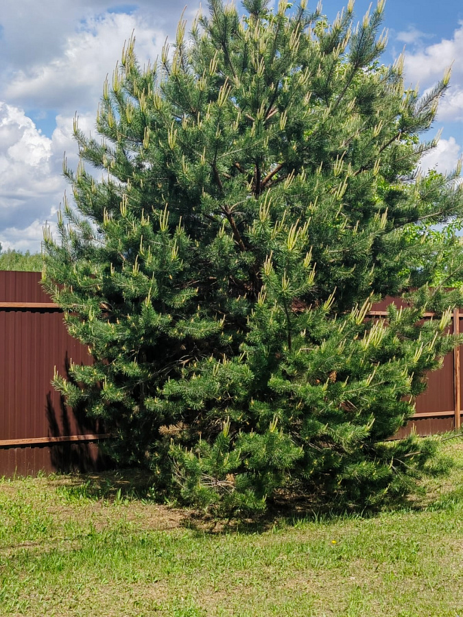 Лето в «Романовских дачах» 2025