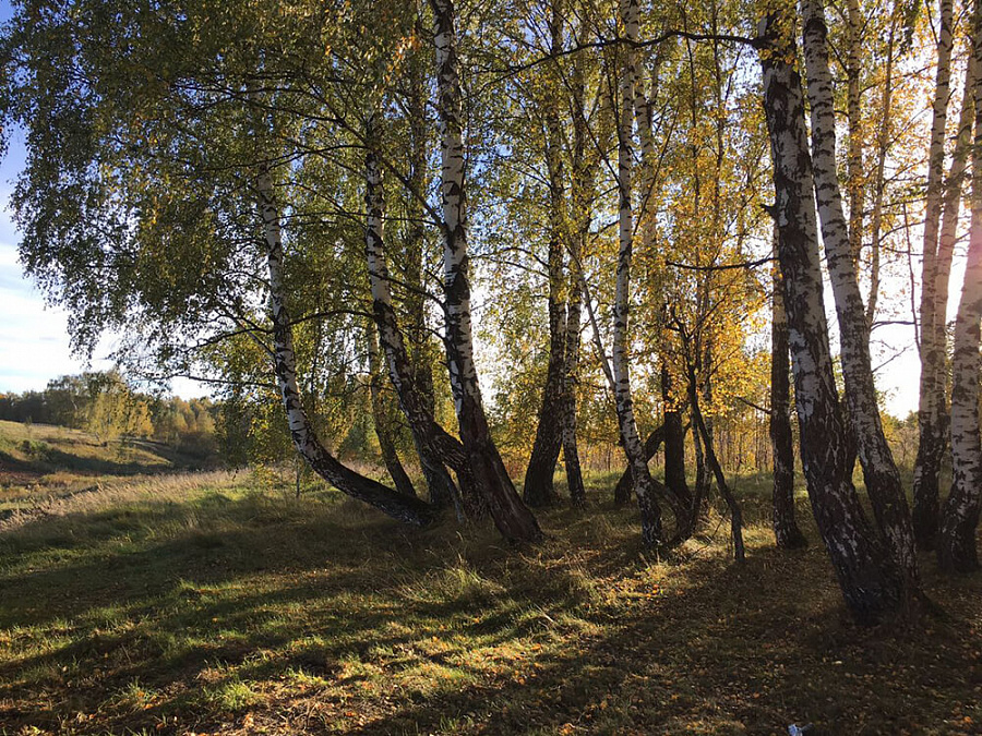 Осень 2016 г. Строительство пруда РД-3