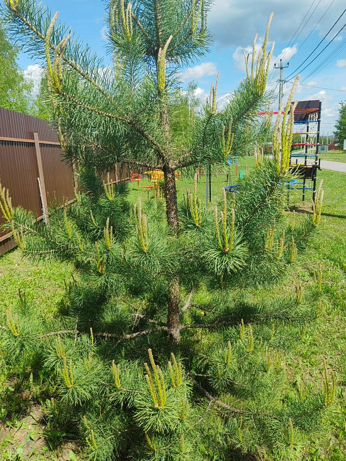 Лето в «Романовских дачах» 2025