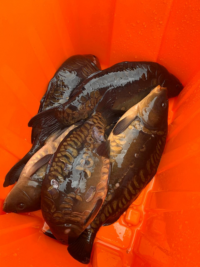 Клуб любителей рыбалки Романовских Дач зарыбили пруд карпами, толстолобиками и другими видами рыб