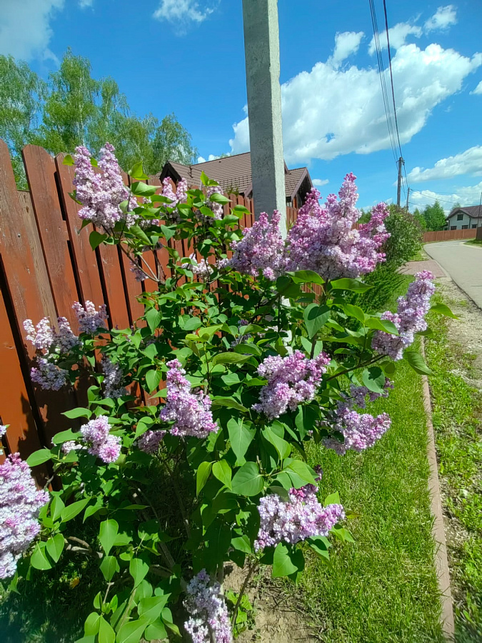 Лето в «Романовских дачах» 2025