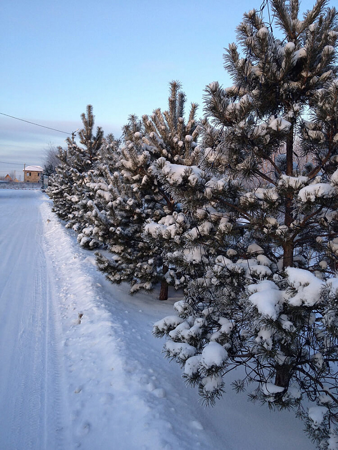 Зима на РД 2016